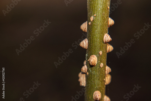 Winter foliage macro close up bokeh background brown vines with strange growth