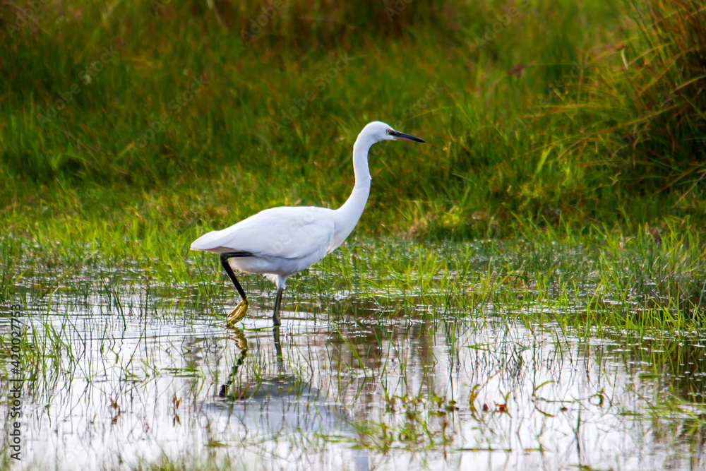 Naklejka premium Grande aigrette dans le marais 