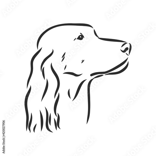 Dog Hand Drawn. English setter. Vector illustration isolated