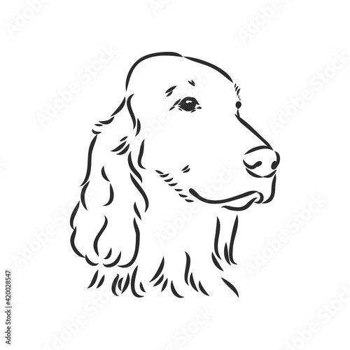 Dog Hand Drawn. English setter. Vector illustration isolated