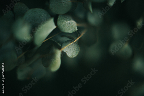 Green eucalyptus leaves close-up, blurry and indistinct photo of the plant on dark background photo