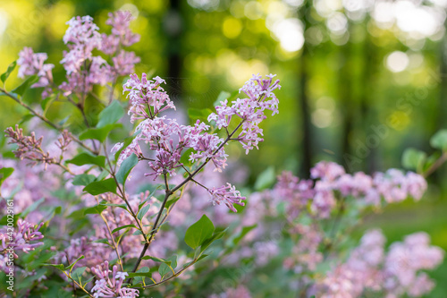 Wild lilac flower bush in a park, soft light, bokeh in the background.