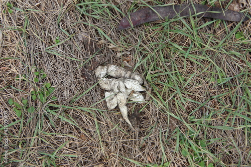 White dog poop on a green grass