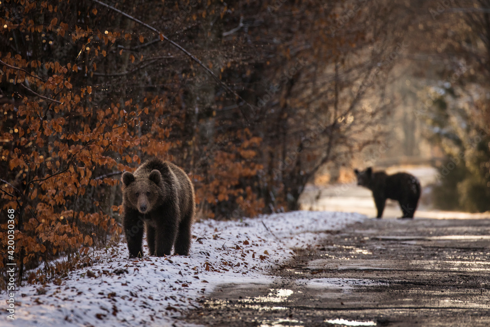 Brown bear on the road in the forest between winter and autumn season