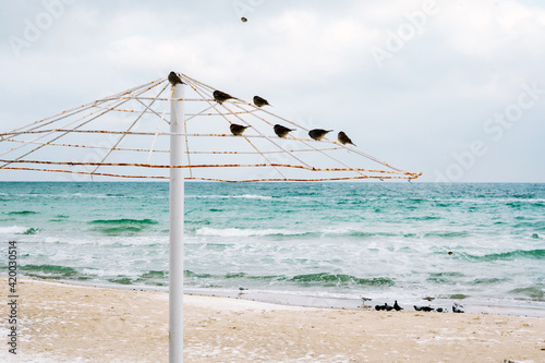 birds on the beach. black sea in winter.