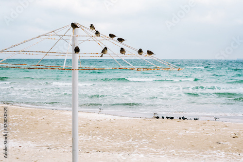 birds on the beach. black sea in winter.