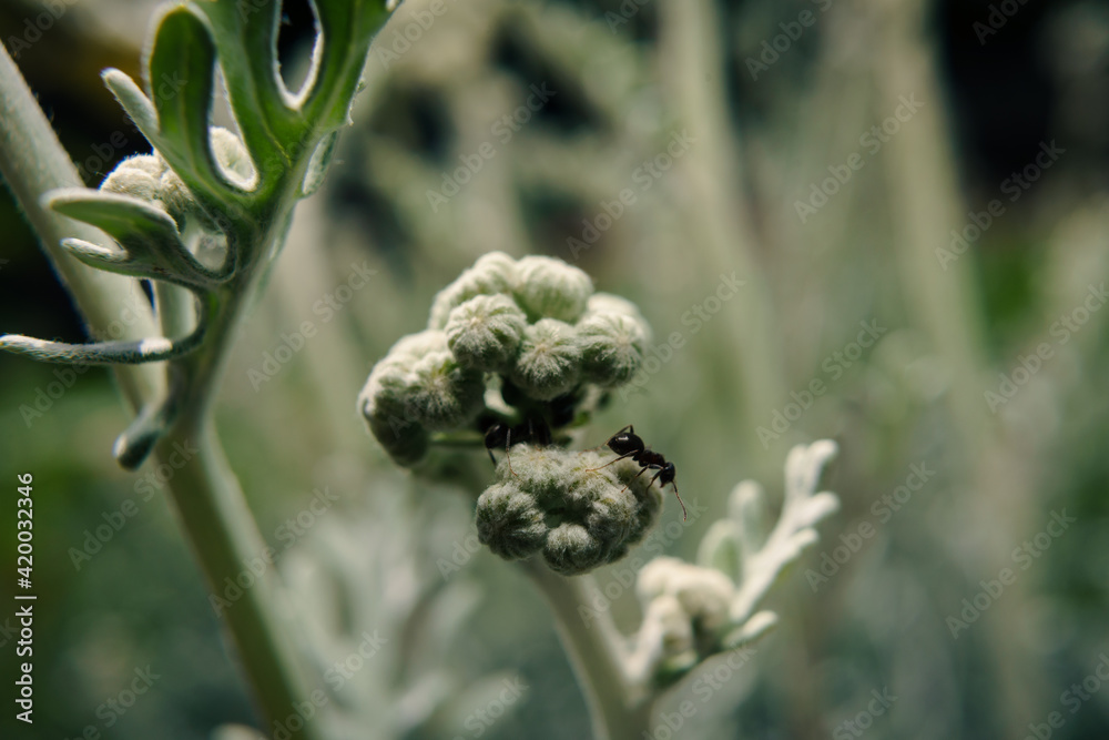 Hormigas en una cineraria marítima Hormigas en una cineraria marítima