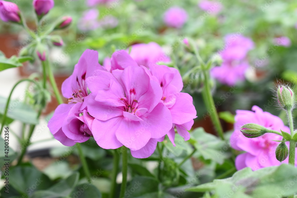 halbhängende Geranie 'Rikea Amethyst' halbhängende Geranie 'Rikea Amethyst'