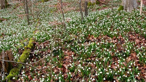 Snowflake, early spring flower in the Autal, Bad Ueberkingen, Germany photo