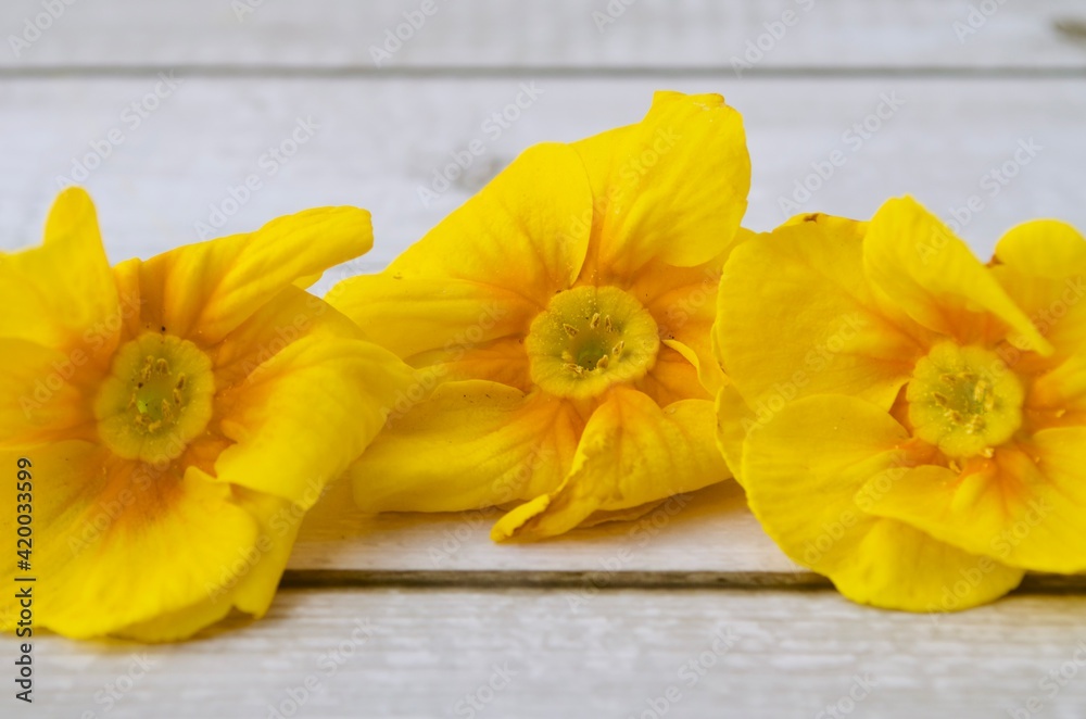 Blüten von gelben Frühlingsprimeln auf hellen Hintergrund in Nahaufnahme