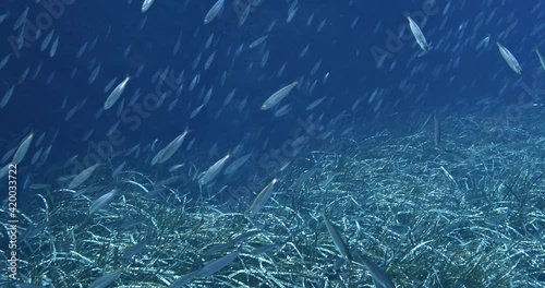 School of fish (Mediterranean horse mackerel), Port-Cros, Mediterranean sea, France.	 photo