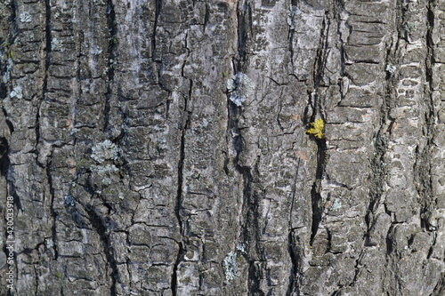 bark of a tree, tree bark texture, moss on a tree © Olasha