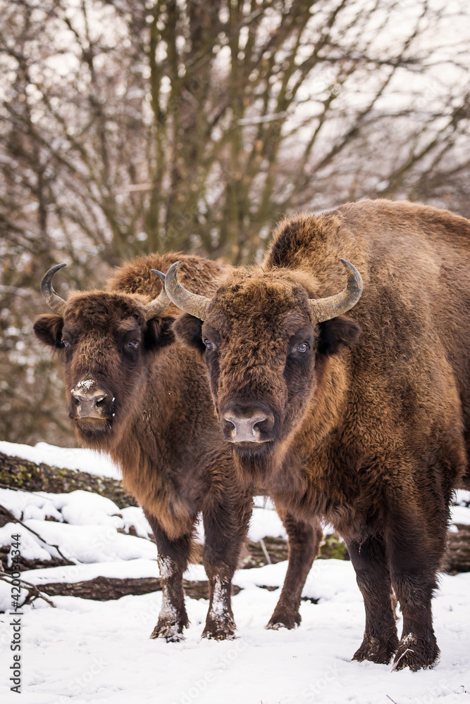 Bisons in forest during winter time with snow. Wilde life Bisons in forest during winter time with snow. Wilde life