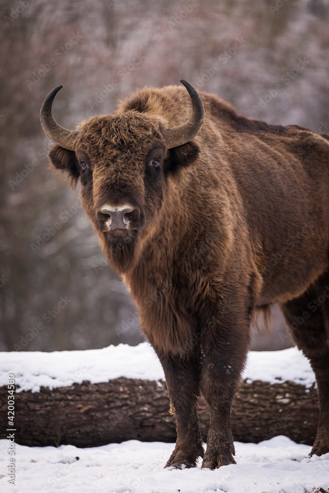 Bisons in forest during winter time with snow. Wilde life Bisons in forest during winter time with snow. Wilde life