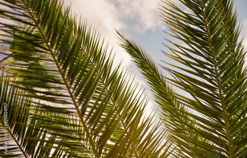 Green palm leaves, sky in back, only few blades focus abstract tropical background