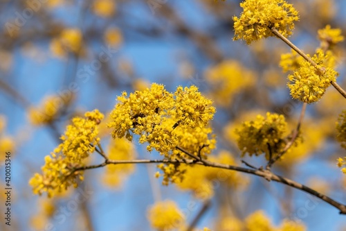 Flowering twigs of dogwood (lat.Córnus mas) in early spring, yellow inflorescences against the blue sky