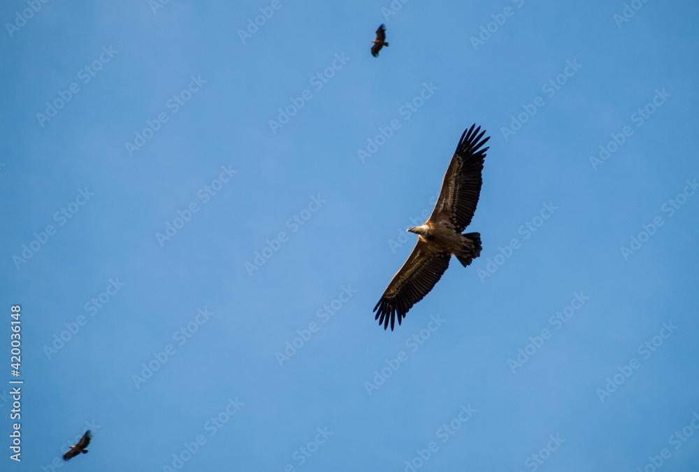 Fototapeta premium Tres buitres leonados, uno de ellos muy cerca, sobre el cielo azul