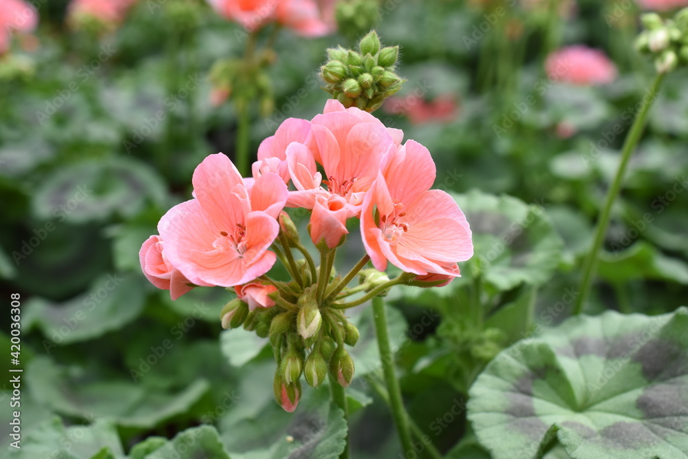 Pelargonie 'Trend Salmon' Pelargonie 'Trend Salmon'