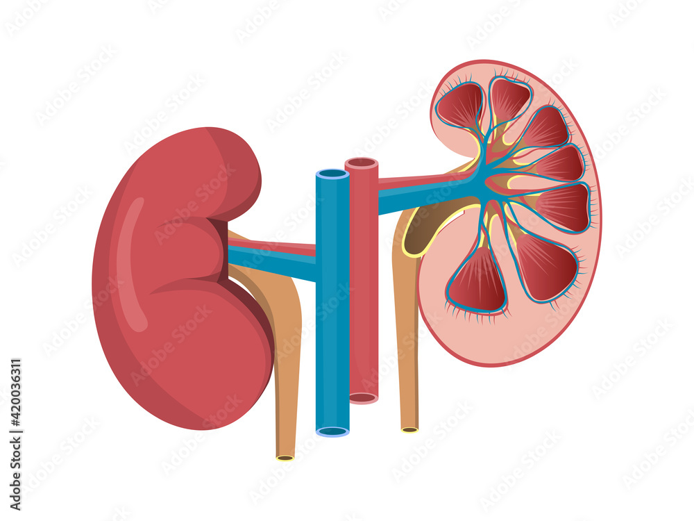 Left and right kidney with half in a cut human kidneys front view