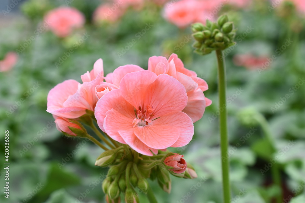 Pelargonie 'Trend Salmon'