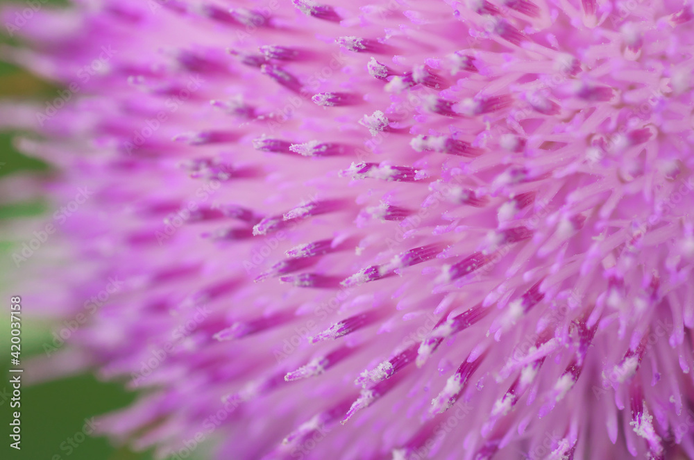 Pink flower macro. Thistle close-up Pink flower macro. Thistle close-up