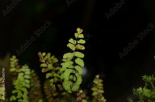 Maidenhair filmy fern photo