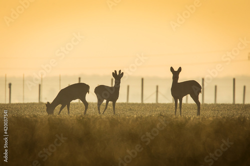 Deers in a green field with forest in background  beautiful wildlife