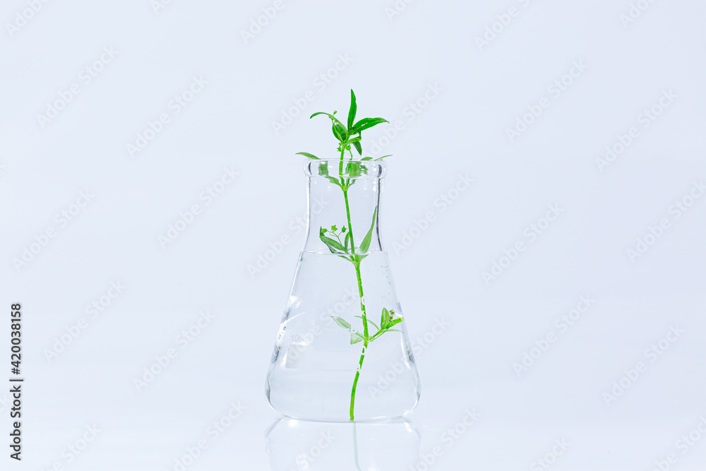 Test tubes with plants growing in nutrient medium standing in laboratory tube adaptor over white background with copy space for the text