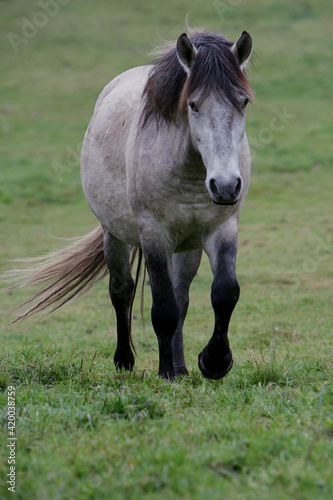 cheval camarguais gris