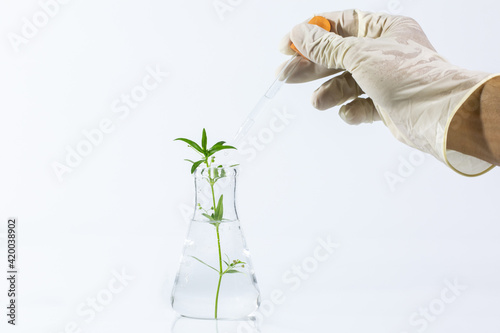 Foto Graftage of micro plants in laboratory of biotechnology for in vitro cultivating in test tube