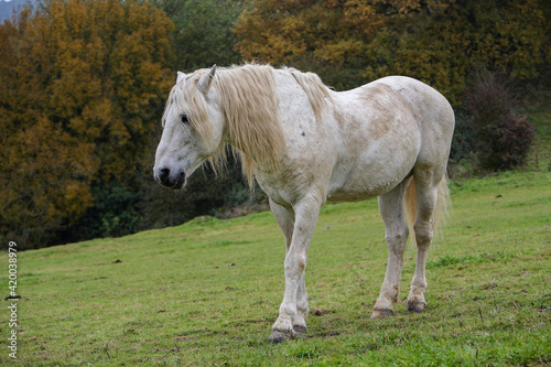 Cheval camargue