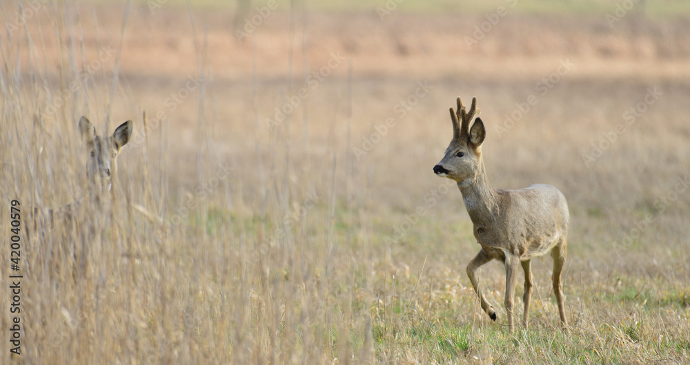 Rehe Rehe