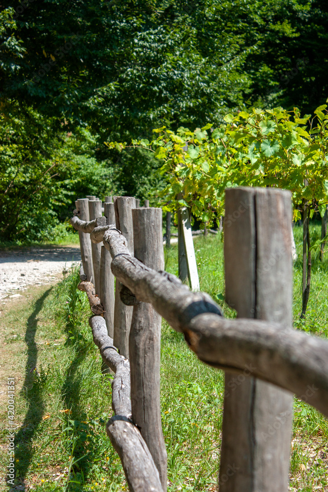 Naklejka premium A fence of thin wooden logs around the vineyard. Green leaves of grapes on a sunny summer day. Handmade fence in the rays of the sun.