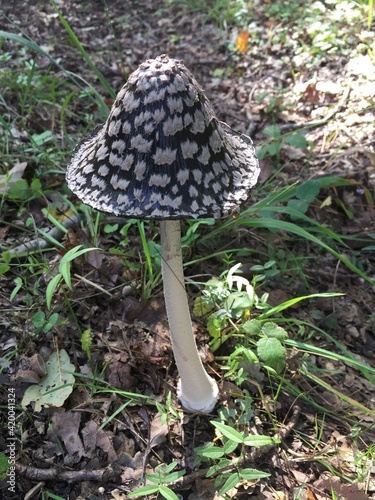 Champignon Coprin pie
