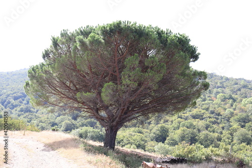 Arbre du sud