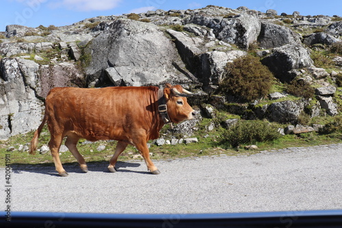 Vache