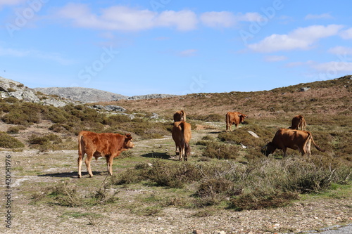 Groupe de vache
