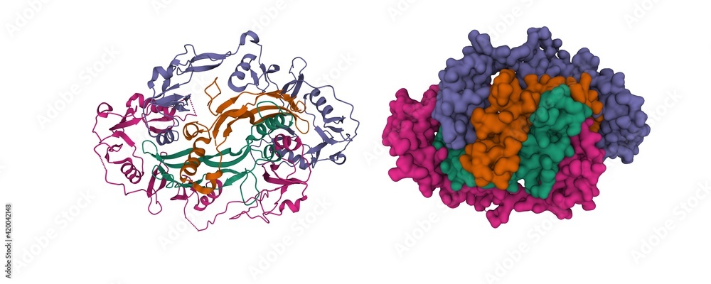 Structure of human follistatin(purple, violet)-activin(brown, green) complex, 3D cartoon and Gaussian surface models, white background