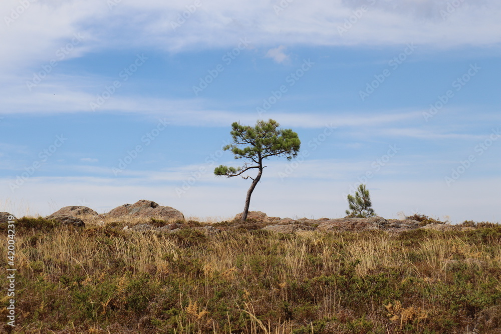 Arbre (Pin)