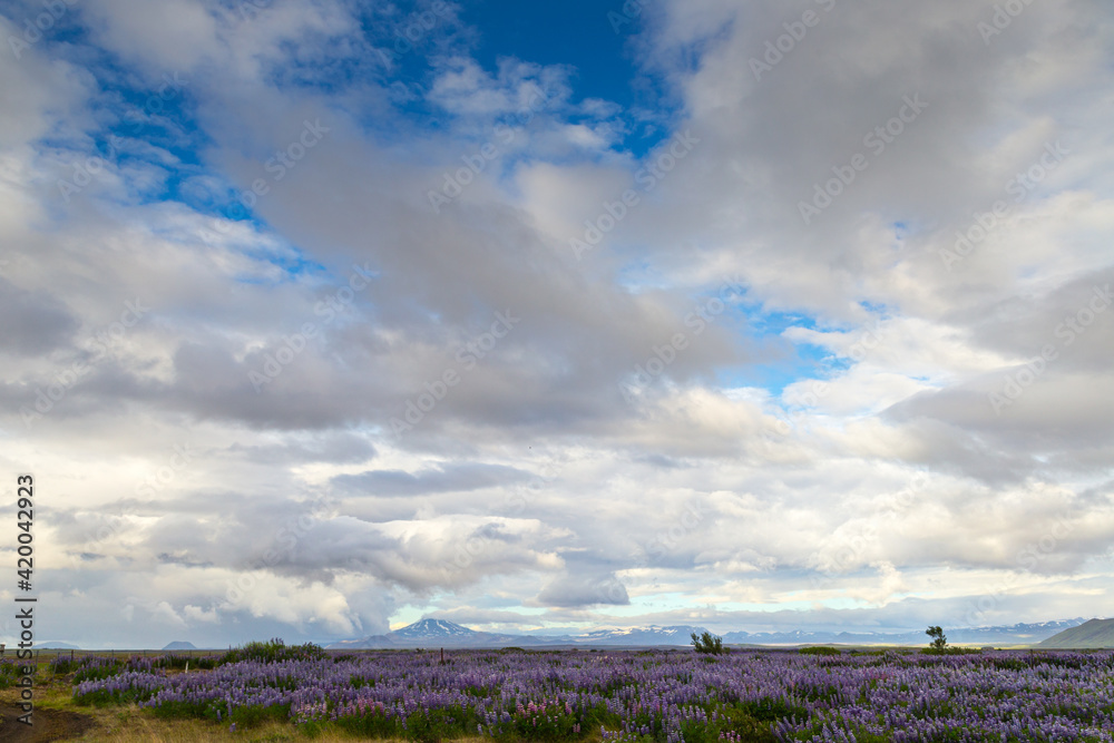 Obraz premium A roadside field of Alaskan lupins in southern Iceland