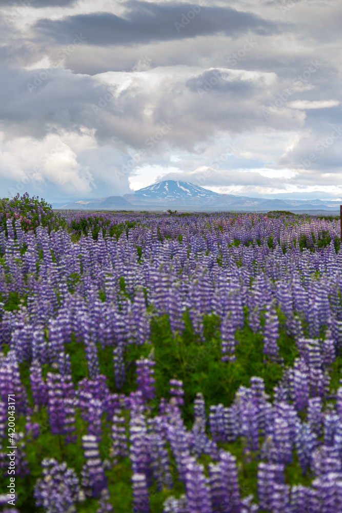 Fototapeta premium A roadside field of Alaskan lupins in southern Iceland