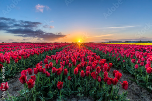 Photography Red tulip sunrise