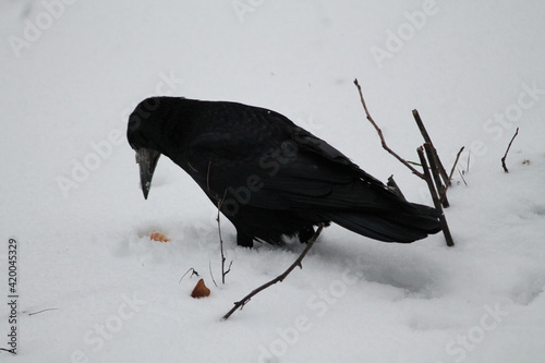 raven on snow