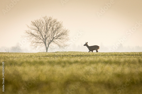 Deers in a green field with forest in background, beautiful wildlife