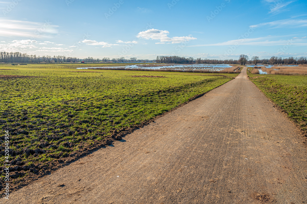 Country road through a swampy Dutch nature reserve. The grass has been trampled by large grazers. The photo was taken in the province of Gelderland on a sunny day at the end of the winter season.