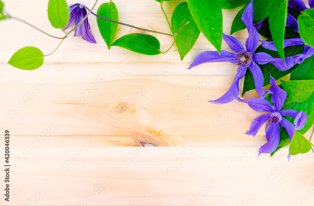 Flat lay composition of purple clematis flowers and leaves isolated on wooden background. Flat lay composition of purple clematis flowers and leaves isolated on wooden background.