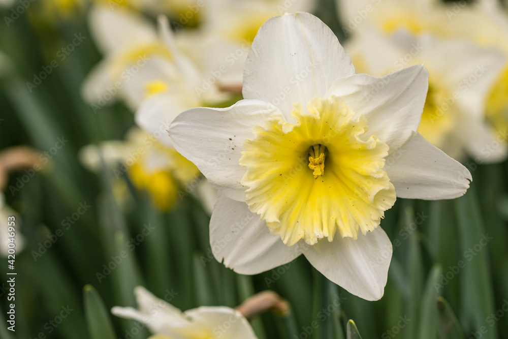 Narcissus Ice Follies flower grown in a garden Narcissus Ice Follies flower grown in a garden