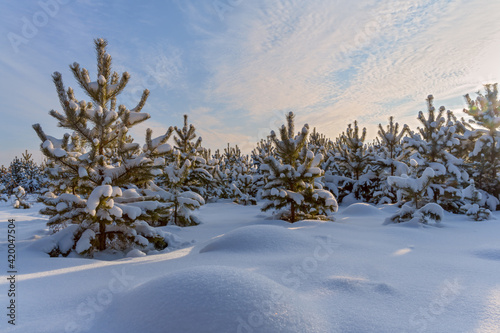 Winter forest landscape with young low pines, abundantly shrouded in white loose snow and a relief snow surface underfoot. Blue sky with white fluted clouds. Winter in the Urals (Russia) 