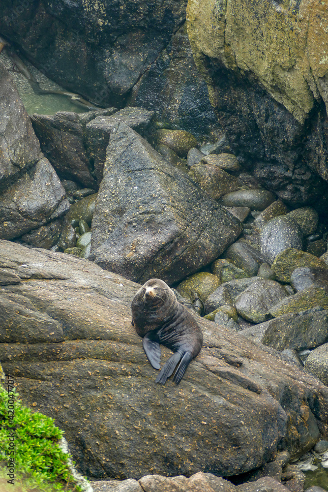 Fur seal at Cape Foulwind