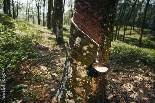 Collecting natural latex from rubber tree in plantation forest. Agriculture in Sri Lanka. photo